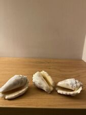 Sea shells set for sale  THORNTON-CLEVELEYS