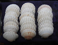 Scallop shells 27. for sale  COTTINGHAM