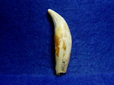 Dente fossile ursus usato  Napoli