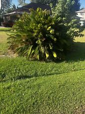 Large sago palm for sale  Prairieville