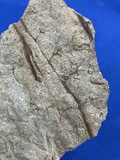 Devon plant fossil gebraucht kaufen  Saarbrücken
