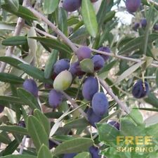 Olive tree olea for sale  Jacksonville