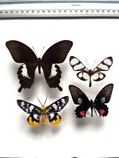 Schmetterling entomologie 4er gebraucht kaufen  Leinfelden-Echterdingen