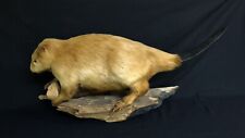 Taxidermy full body for sale  Blairsville