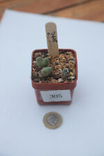 Conophytum blandum 475 for sale  NORWICH