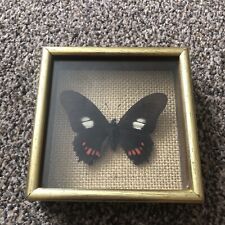 Vintage mounted butterfly for sale  MEXBOROUGH