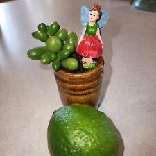 Miniature fairyland succulent for sale  West Jordan