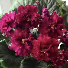 African violet baby for sale  Irving