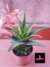 Aloe vera delaetii for sale  Shipping to Ireland