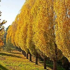 Lombardy poplar trees for sale  Russell