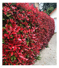 Photinia hecke red gebraucht kaufen  Bensheim