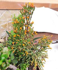 Vaso pianta rhipsalis usato  Barcellona Pozzo Di Gotto