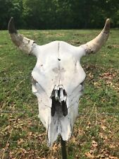 Jersey cow skull for sale  Marshall