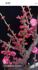 Japanese flowering apricot for sale  Glen Allen