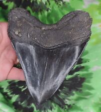 Megalodon Sharks Tooth 5 3/8" inch NICE! NO RESTORATIONS fossil sharks teeth for sale  Shipping to South Africa