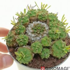 Euphorbia cv. cocklebur usato  Cortona