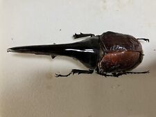 Used, Insect specimen  Dynastes hercules hercules 147.40mm There is damage for sale  Shipping to South Africa