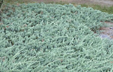 Blue rug juniper for sale  Patton