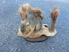 mounted squirrel for sale  Arlington