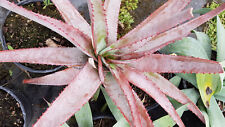 Aloe capitata yellow d'occasion  Mont-près-Chambord