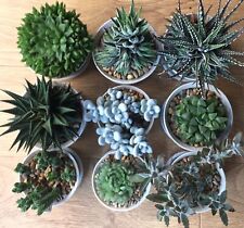 Succulent bundle fresh for sale  CAERPHILLY