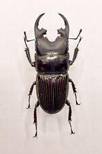 Entomology Taxidermy: Aegus Platyodon Ssp A1. 41mm. No Data. for sale  Shipping to South Africa