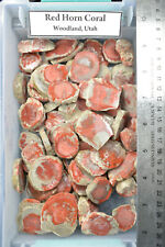 Red agatized horn for sale  Salt Lake City