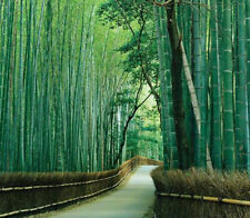 Bambusa Bambos - Bambusa Arundinacea - Giant Bamboo - 50 to 1000 Seeds for sale  Shipping to South Africa