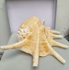 Sea shells large for sale  LONDONDERRY