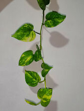  Golden pothos | Hanging plants,Houseplant Indoors/Outdoors for sale  Shipping to South Africa