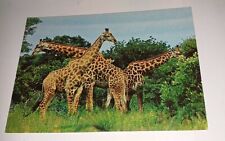 ältere giraffen tier gebraucht kaufen  Haßmersheim