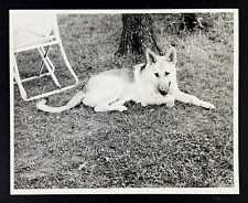 Perro pastor alemán de los años 70 acostado en silla de césped de patio foto de colección americana, usado segunda mano  Embacar hacia Argentina