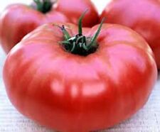 Live giant tomato for sale  Kingsburg
