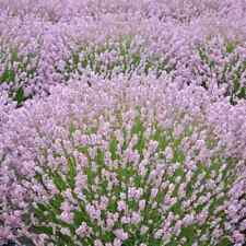 Pink lavender lavandula for sale  GREENOCK