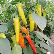 Usado, Pimenta pimenta - Cera quente húngara - 15 sementes comprar usado  Enviando para Brazil