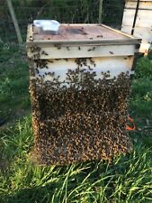Honey bee swarm for sale  LEEDS