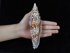 Sea shell conus for sale  Shipping to Ireland
