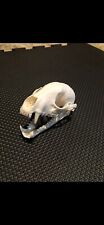 Real raccoon skull for sale  Birmingham