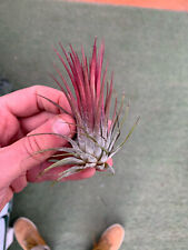 Tillandsia ionantha rossa usato  Reggio Emilia