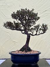 Joe bonsai azalee for sale  Shipping to Ireland