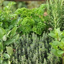 Pack mixed herb for sale  LEICESTER