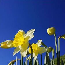 Daffodil narcissus mix for sale  BIRMINGHAM