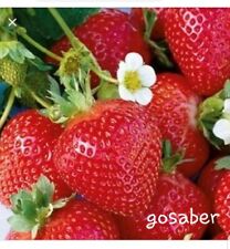 Large sweet strawberry for sale  Boise
