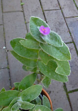 tradescantia gebraucht kaufen  Moers