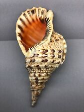 Charonia tritonis 34.5 cm, large heavy shell, Collectible shells, Charoniidae for sale  Shipping to South Africa