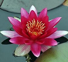 Water lily atraction for sale  South Amboy