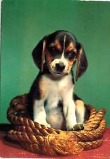 52.animali beagle cucciolo usato  Roma