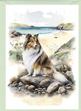 Shetland sheepdog sheltie for sale  YEOVIL