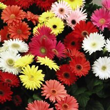 Gerbera jamesonii mixed for sale  IPSWICH