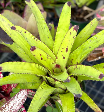 Bromeliad quesnelia edmundoi for sale  USA
